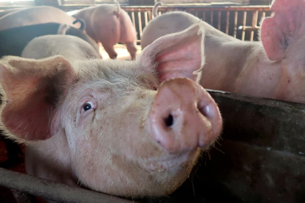 Pigs are seen on a family farm in Xiaoxinzhuang village, Hebei province, China January 25, 2018. Picture taken January 25, 2018. REUTERS/Dominique Patton/File Photo