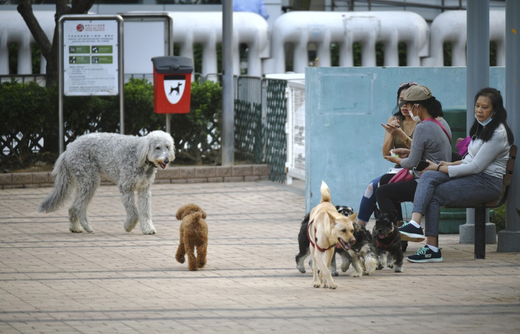 Hong Kong pet dogs. (File Photo)