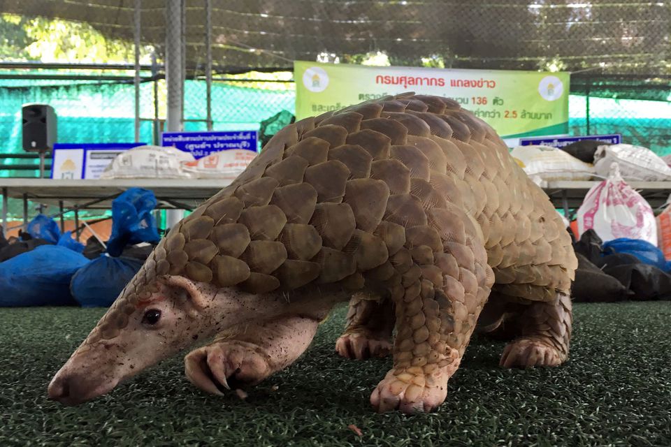 The company, Yunnan Baiyao, uses and sells body parts from pangolins, an endangered species. (Reuters) The company, Yunnan Baiyao, uses and sells body parts from pangolins, an endangered species. (Reuters)
