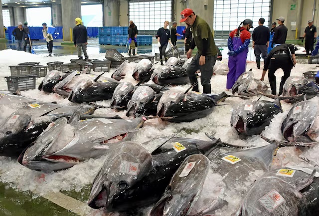 Bluefin tuna are lined up for auction following this season's first haul at a port in Sakaiminato, Tottori Prefecture, western Japan, May 20, 2026. Kyodo/via REUTERS