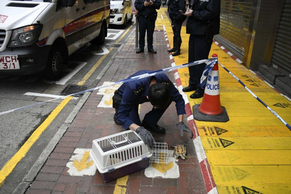 Police arrest 'turtle thrower' on suspicion of animal abuse