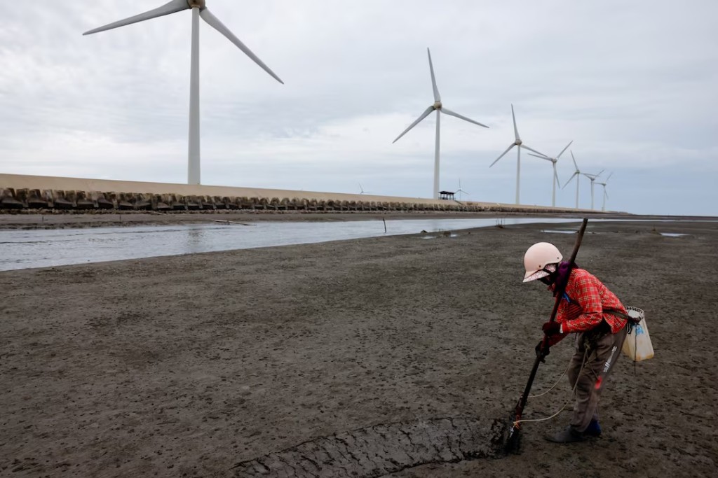  A woman digs for clams with wind turbines in the background, in Changhua, Taiwan May 9, 2025. REUTERS/Ann Wang
