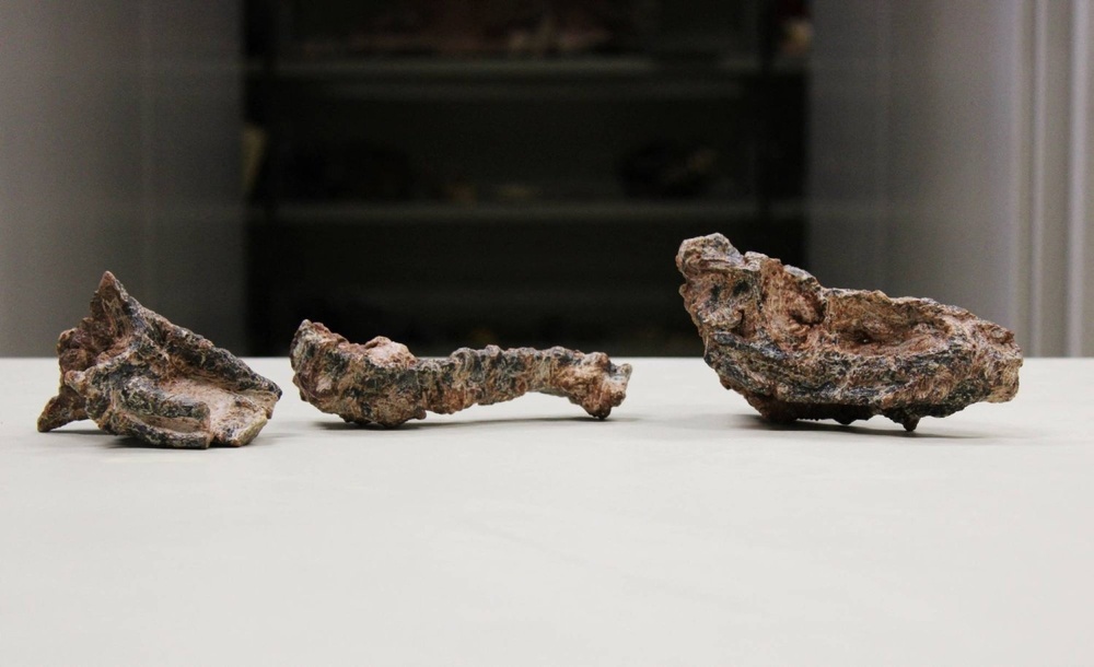A fossil of the skull of the Triassic Period reptile Gracilisuchidae is seen at the Federal University of Santa Maria in Sao Joao do Polesine in Rio Grande do Sul, Brazil June 3, 2024. Rodrigo Temp Muller/Handout via REUTERS A fossil of the skull of the Triassic Period reptile Gracilisuchidae is seen at the Federal University of Santa Maria in Sao Joao do Polesine in Rio Grande do Sul, Brazil June 3, 2024. Rodrigo Temp Muller/Handout via REUTERS