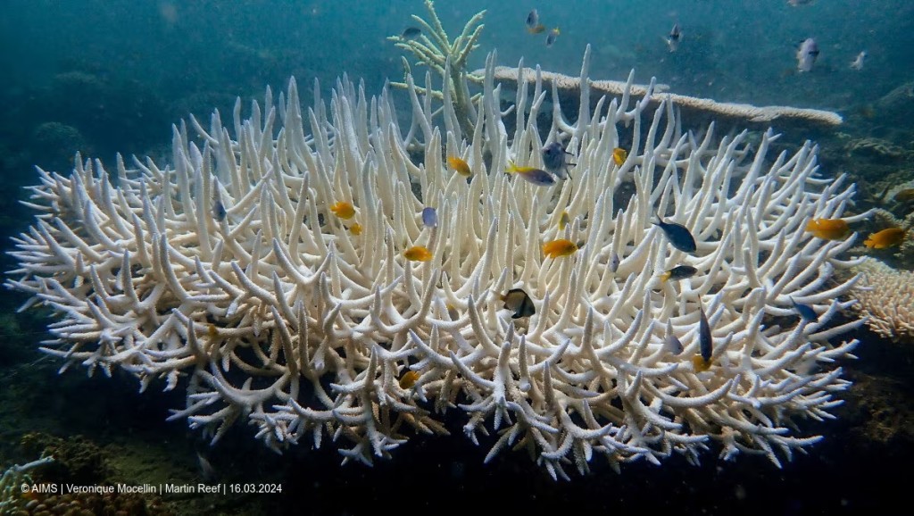  Coral reefs bleach in the Great Barrier Reef as scientists conduct in-water monitoring during marine heat in Martin Reef, March 15, 2024, in this handout picture obtained by Reuters on April 12, 2024. Australian Institute of Marine Science/Veronique Mocellin/ Handout via REUTERS/File Photo