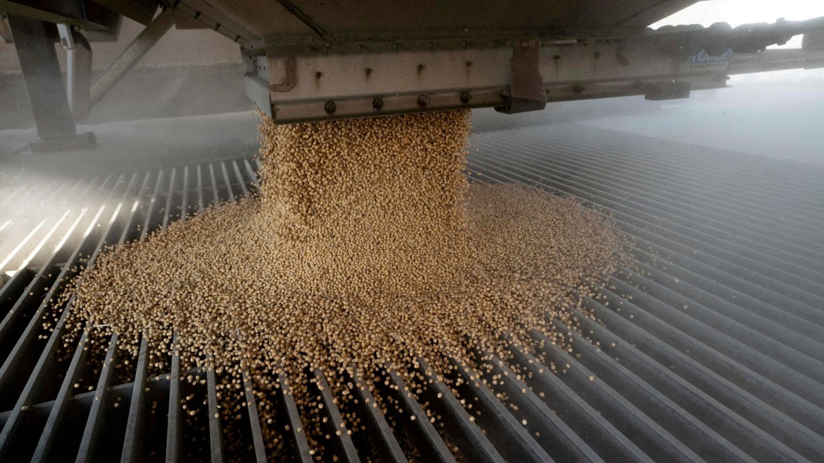 China buys more US soybeans, total purchases near 10 million tons