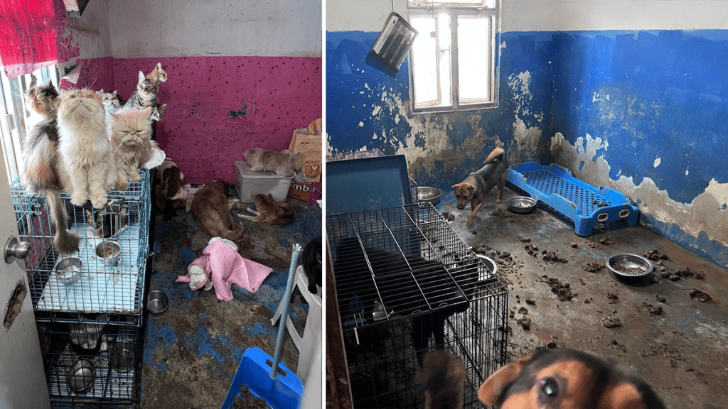 Five sick cats taken away from Yuen Long pet shelter suspected of ...