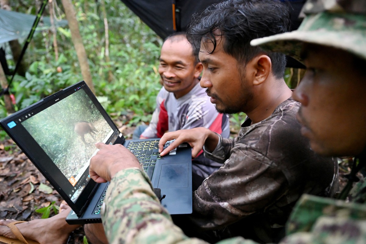 thestandard.com.hk - The Standard 英文虎報 - Secret cameras, mics and AI reveal rare Cambodia wildlife
