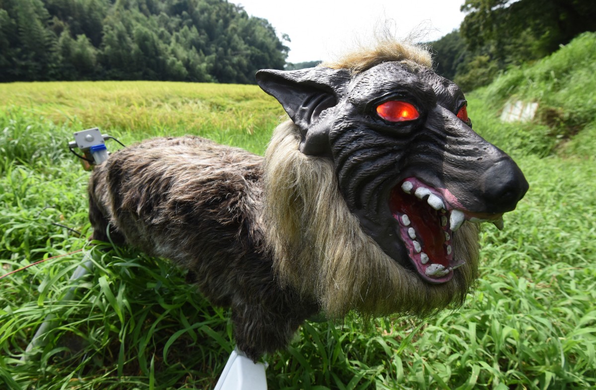 thestandard.com.hk - The Standard 英文虎報 - Japan 'robot wolves' in high demand to scare off bears