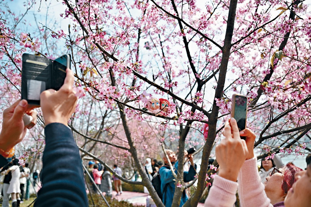 thestandard.com.hk - The Standard 英文虎報 - Flower-viewing tourism gains traction as Hong Kong eyes potential