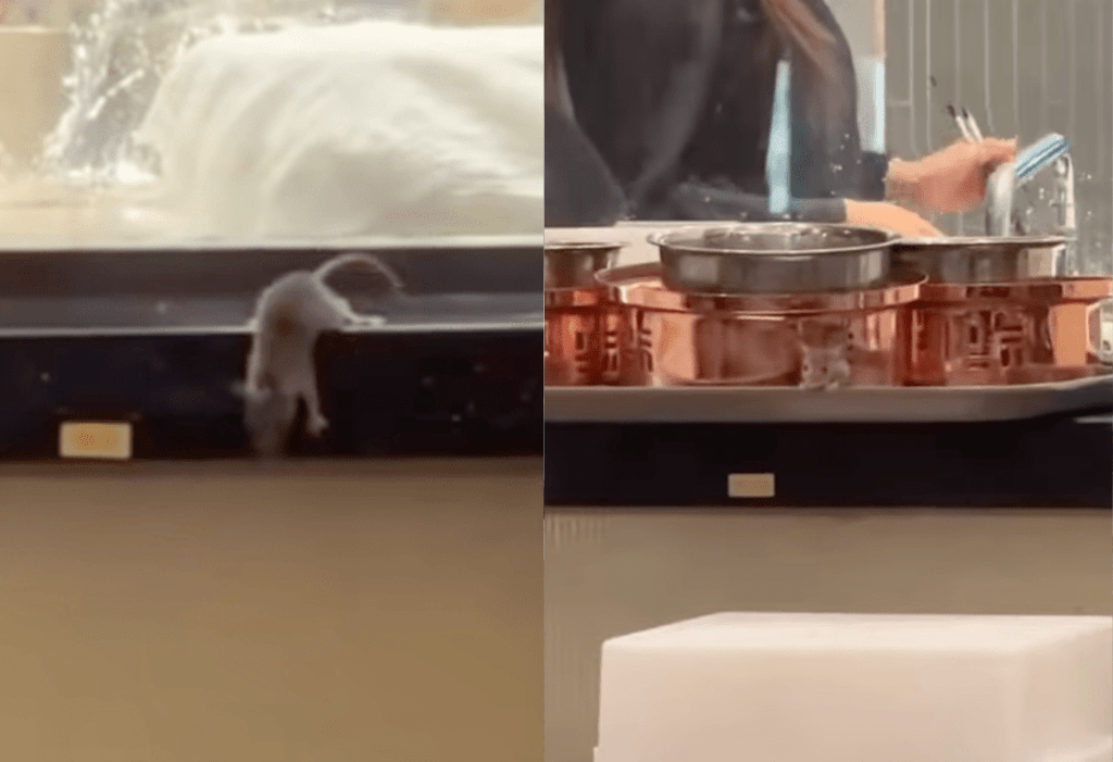 thestandard.com.hk - The Standard 英文虎報 - (Video) Rat filmed on food counter at YOHO TOWN restaurant in Yuen Long