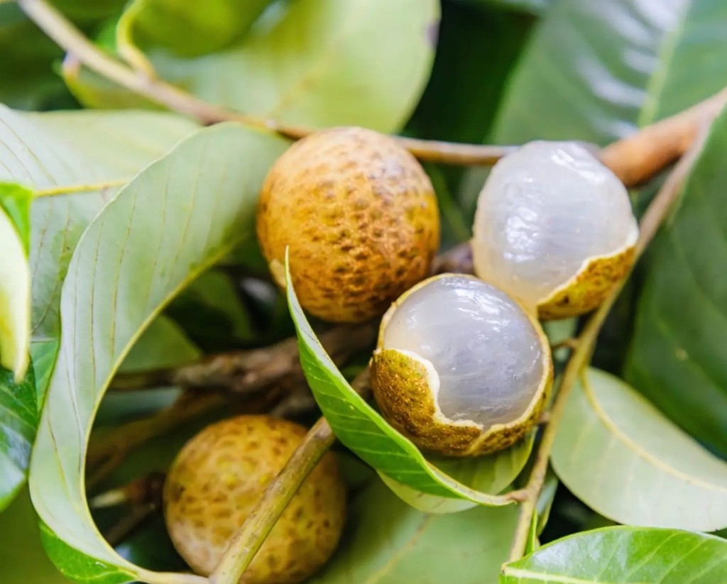 thestandard.com.hk - Judy Cui - First longan-lychee hybrid 'Cuimi' launches trial sales next month