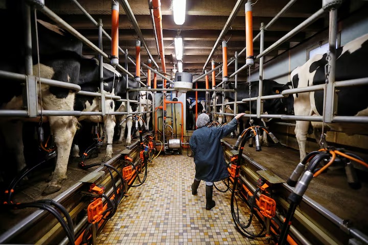 thestandard.com.hk - The Standard 英文虎報 - Australian dairy farmers call for milk price hike amid surging fuel, fertilizer costs