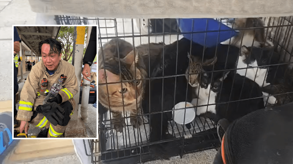Honoring every life: Heroic firefighter rescues pets amid Tai Po tragic ...