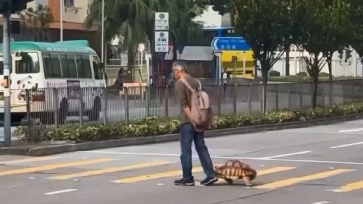 (Video) Elderly man spotted walking giant tortoise in Chai Wan, dubbed ...