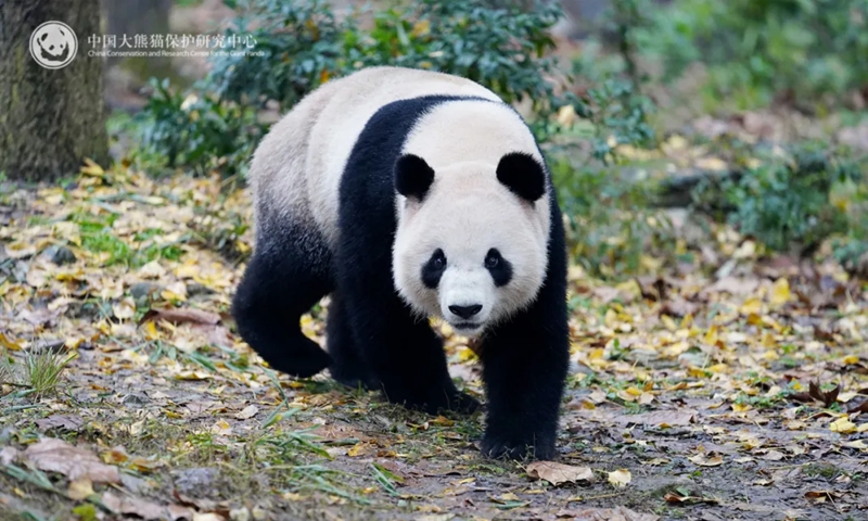 Perth Panda New pair of pandas arrive in Australia, due to meet the public shortly: zoo