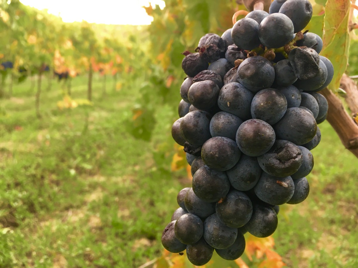 thestandard.com.hk - The Standard 英文虎報 - Both are Montepulciano, but this ain't that (part I) | The Stellar Cellar | Alice Wong