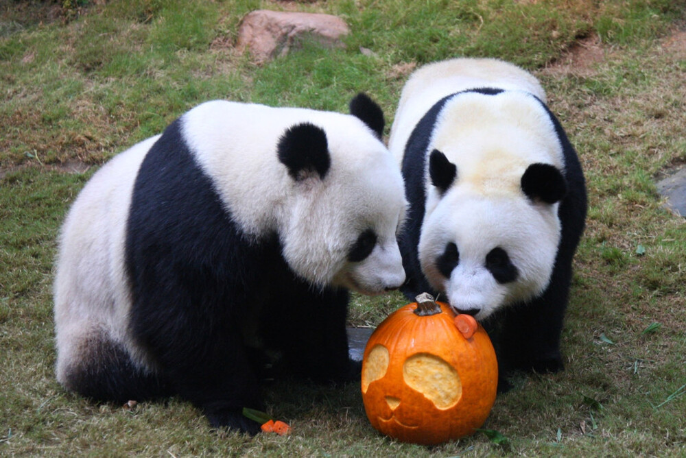 Johnson Panda John Lee strives for National Day arrival of the new pair of giant pandas