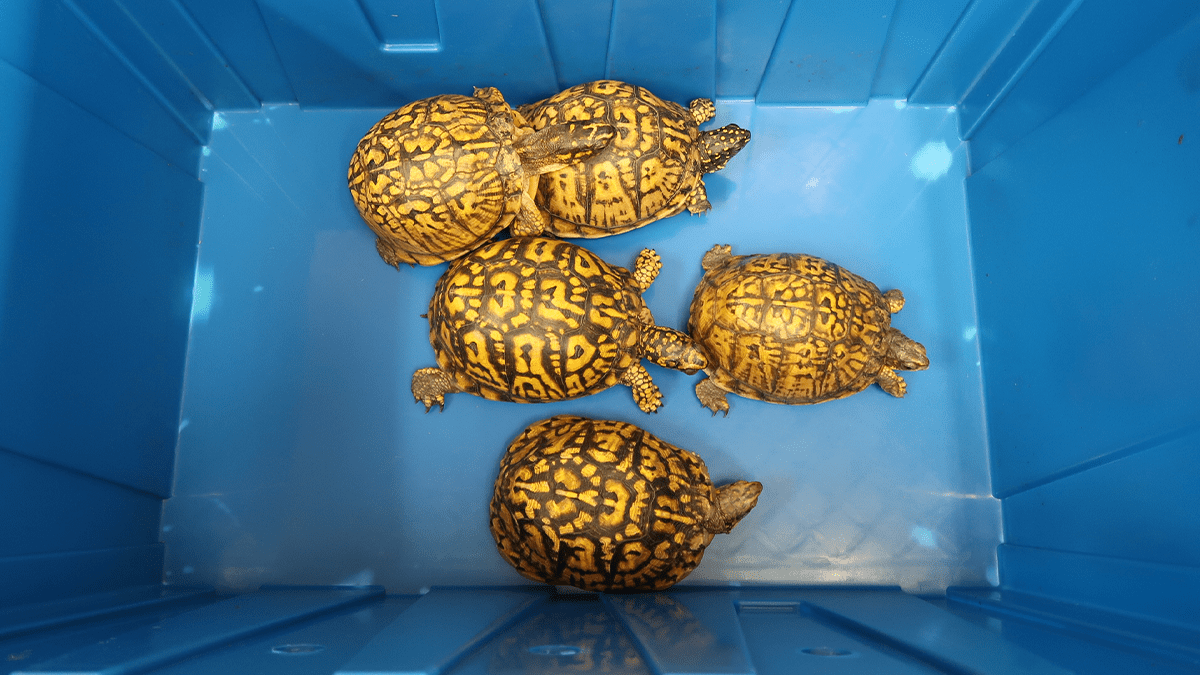 thestandard.com.hk - The Standard 英文虎報 - Customs seize five endangered live turtles wrapped in socks at Shenzhen Bay Control Point