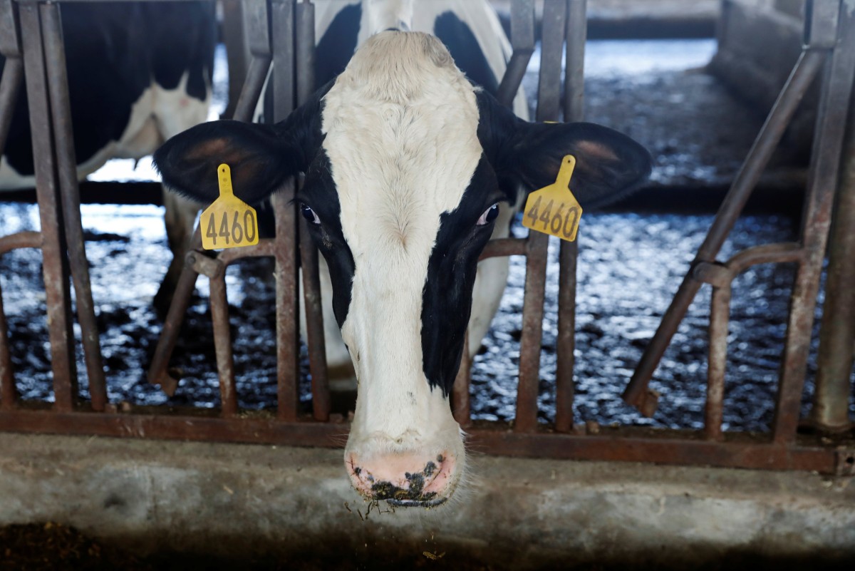 thestandard.com.hk - The Standard 英文虎報 - China to buy at least US$17 billion in US agricultural products annually, White House says