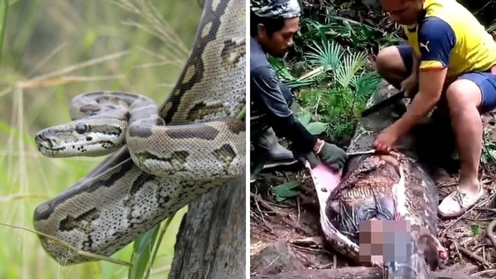 Woman killed in python attack in Indonesia