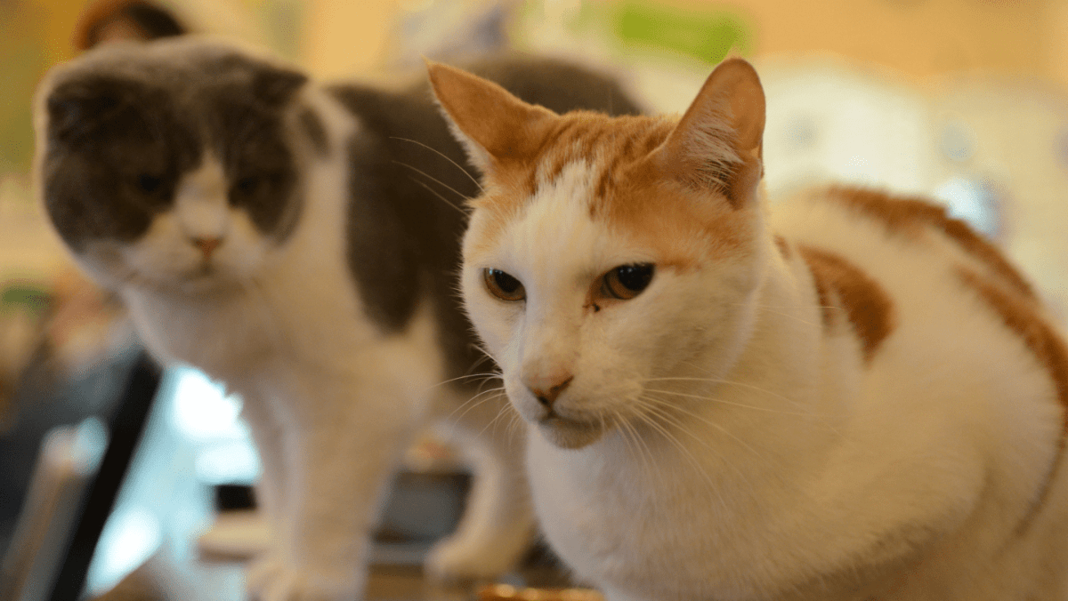 thestandard.com.hk - The Standard 英文虎報 - Pet owners warned over wide gaps in insurance coverage