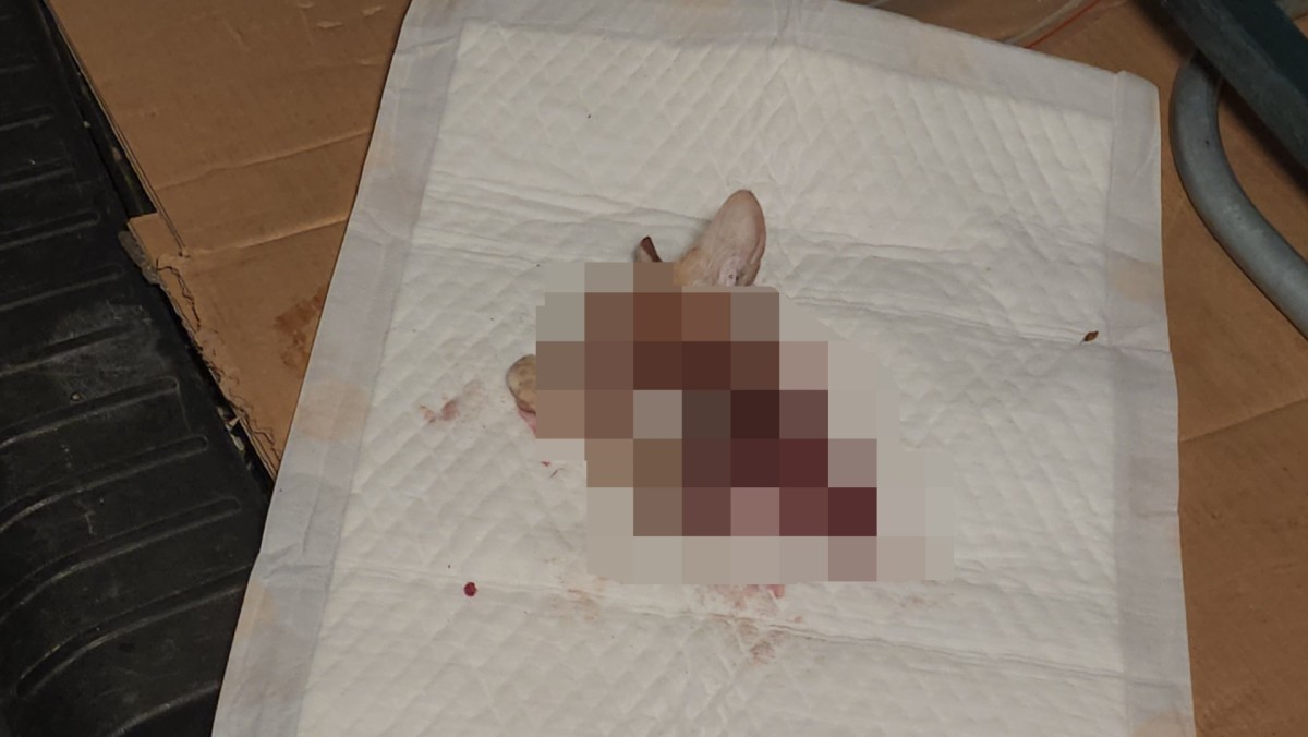 Incomplete cat corpse discovered near Wo Yi Hop Village in Tsuen Wan