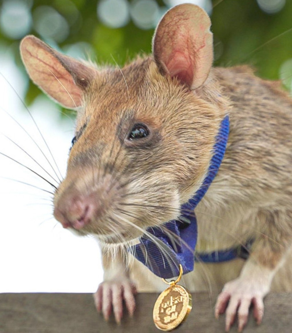 Cambodia unveils world's first statue of landmine-detecting rat Magawa