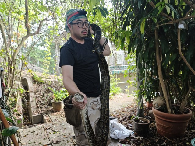 Villager shocked as 2-metre python devours cat before capture